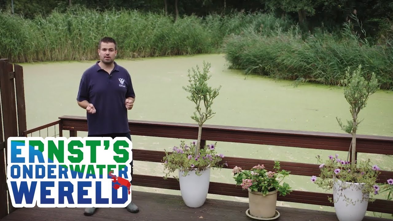 KROOS, klein van formaat, groot van impact #14 Ernst’s OnderWaterWereld
