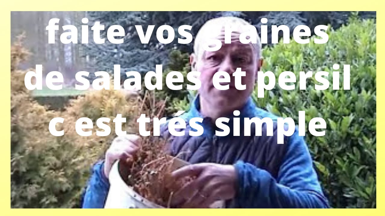 comment faire ses graines soi meme      :reponse a une internaute sur le persil