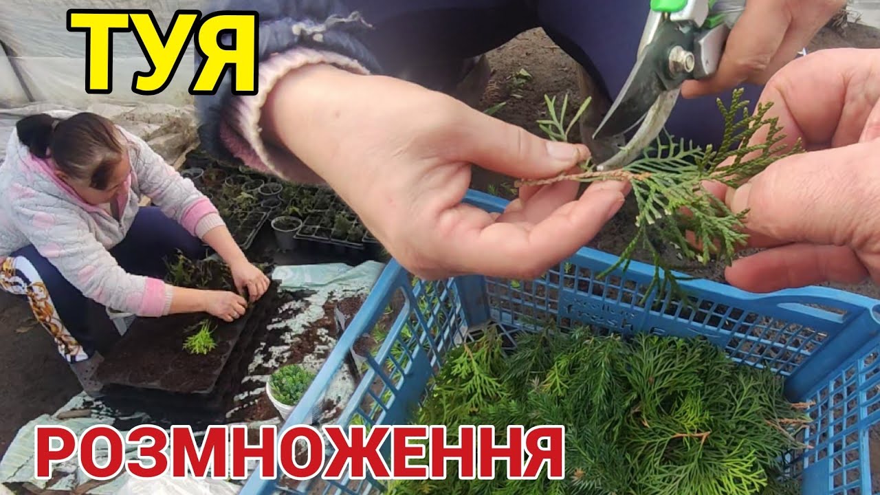 Розмноження Туї. Самий простий спосіб