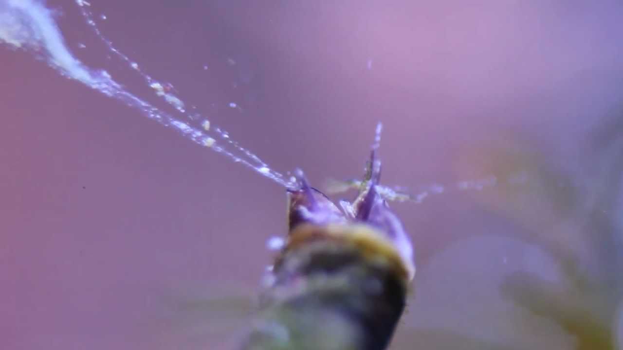 Vermetid Snails