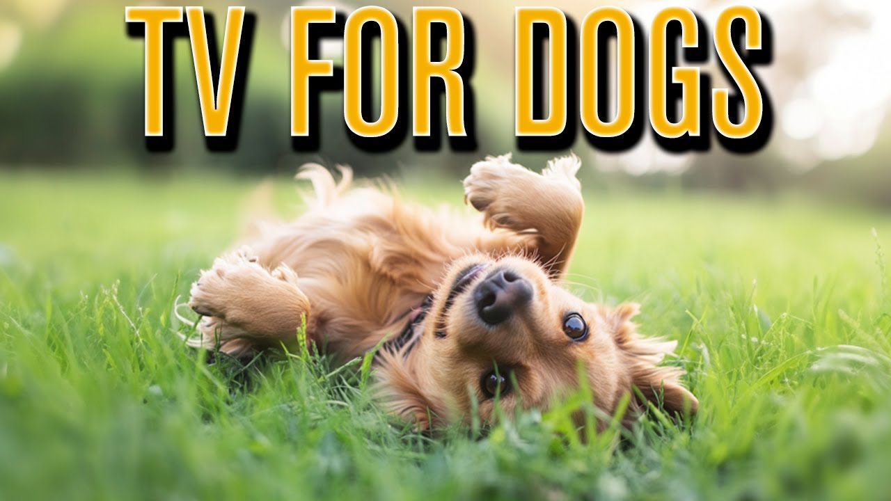 Dog TV Daycare | Займите и развлеките свою собаку с помощью виртуальных видео