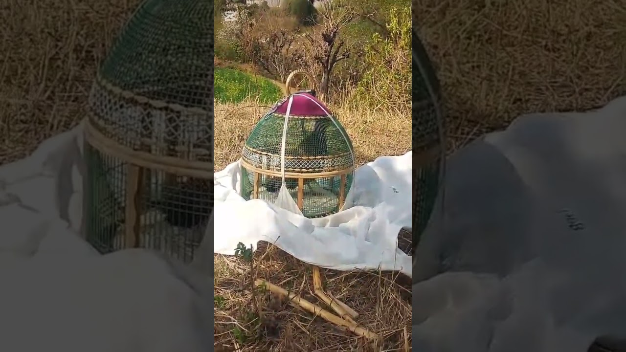 12 3 2026kalateetar francolin blackfrancolin teetarvoice kala teeter ki awaz black teetar ki awaz 