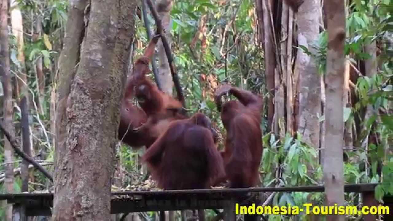 Orangutan Tanjung Puting National Park