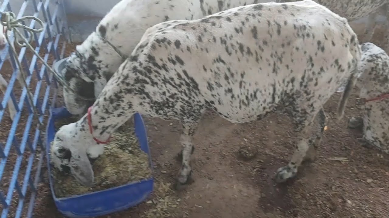 Novas Raças  EXPOECE Ceará  2025