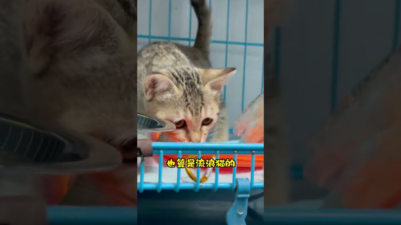 接我救助的小猫出院啦  #貓咪 #救助流浪猫