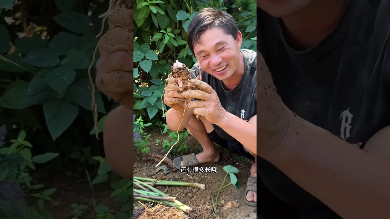 二哥顶着大太阳挖芋头，做道芋头滑牛肉，吃过瘾，过了个芋头年 #我的农村生活 #快来一起尝个鲜 #乡村味道 #挖芋头的季节 #新鲜采摘
