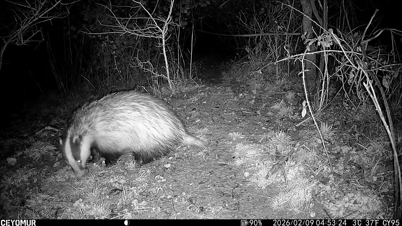 Yard Cam 1 7th to 13th Feb 2026