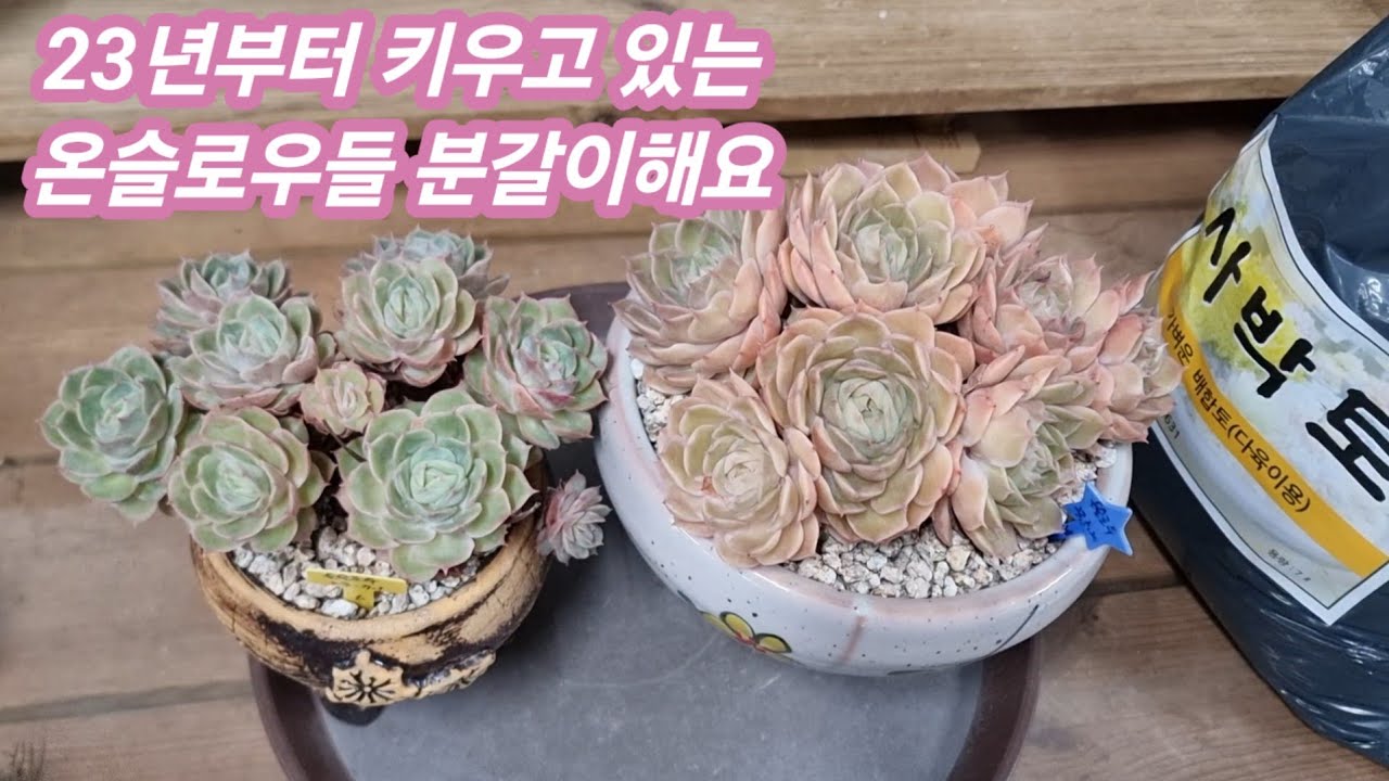 26.1.18 🌹23년부터 키우고 있는 #온슬로우들 #사박토로 흙갈이해요🌹 #사박토 010-3436-6631 #succulent #다육식물 #러블리로즈다육tv