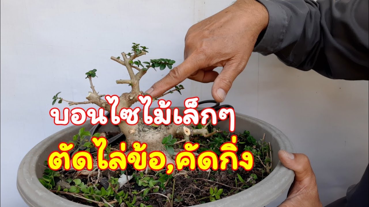 บอนไซ ; ตัดไล่ข้อ,คัดกิ่ง ไม้กรณีศึกษา