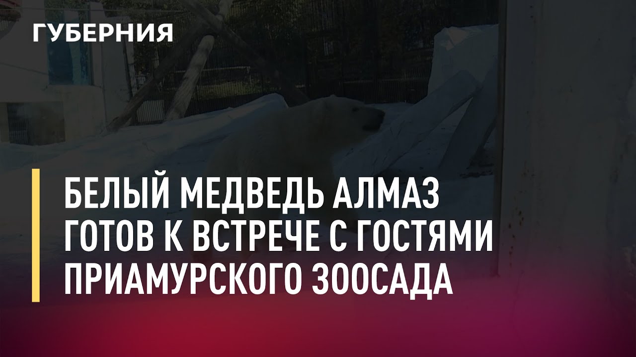 Белый медведь Алмаз готов к встрече с гостями Приамурского зоосада. Новости.28/10/21