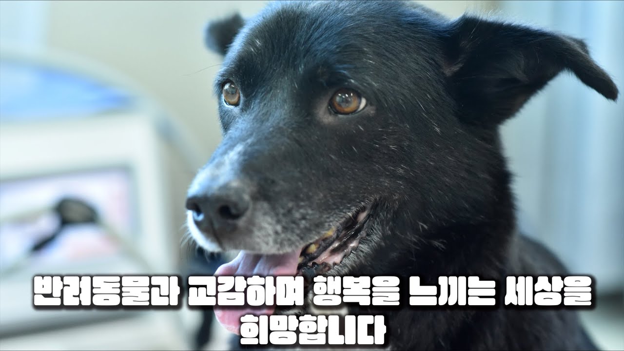 밍키 구조...약204일이 지난 현재.. 구독자 여러분 감사드립니다.