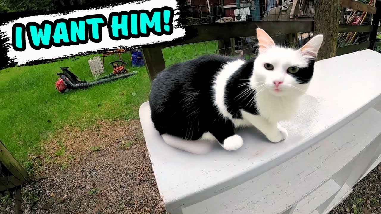House Is Sold & I Bought Their Cat!