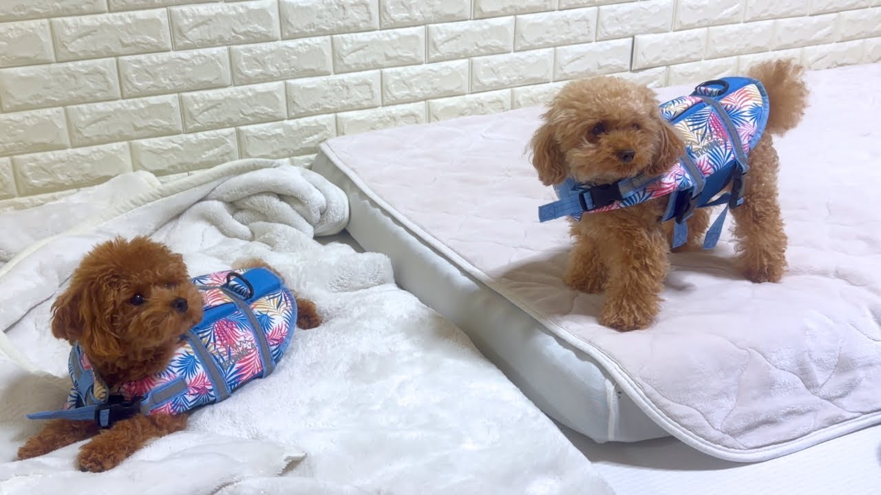 この夏に絶対使いたくてある物を買ったのに犬の反応がイマイチすぎてどうしよう...ww【トイプードル】【ライフジャケット】
