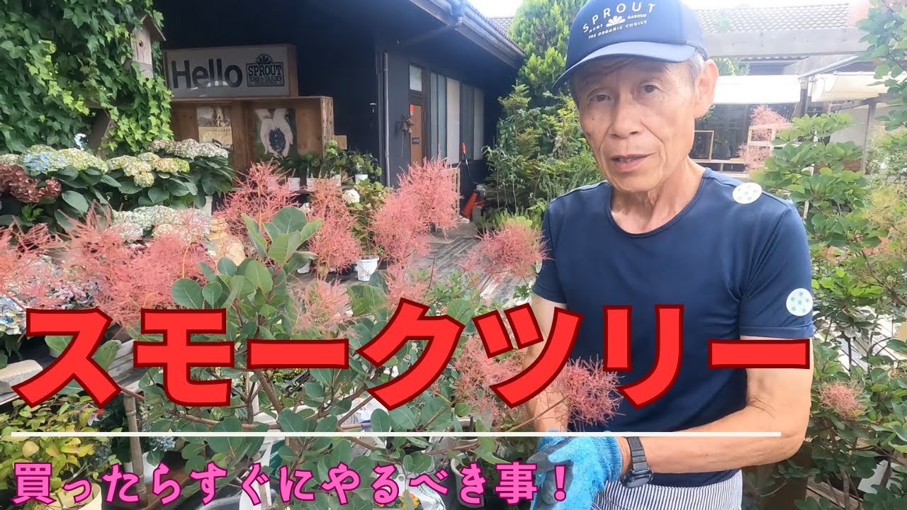 スモークツリー、買ったらするべき事はこれ！