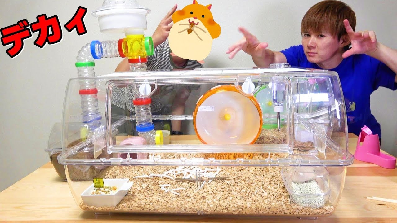 キンクマハムスター生後46日🐹引っ越し！アスレチック作成！超大きいルーミィ60夏休みハムスター日記