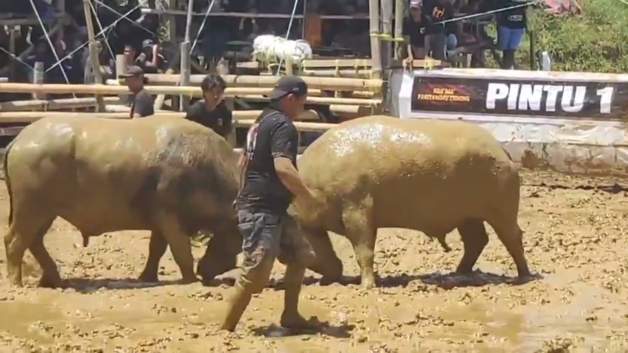 Pemula To'dao ADV vs Stif/Gelatik Pertambo