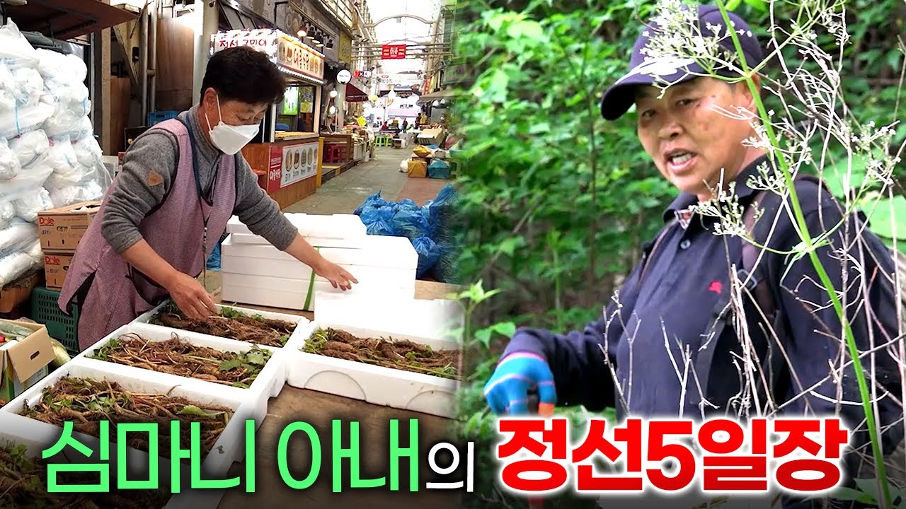 심마니의 아내가 정선5일장에서 파는 물건들, 역시 심마니의 것들이다/뽕나무 상황버섯부터 산삼, 잔대, 직접 캔 더덕/5일장의 기억/정선5일장/5일장/오일장/정선아리랑시장/전통시장