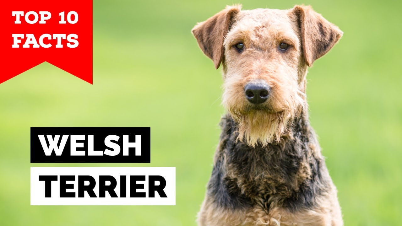 Welsh Terrier - Top 10 Facts