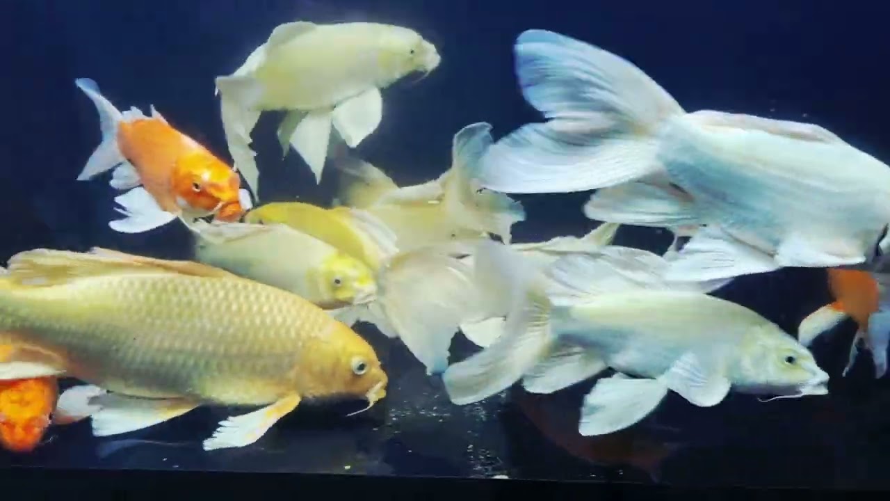 Cá Thủy Sinh, Cá chép koi, chép sư tử, chép phi tần, cá oranda thái
