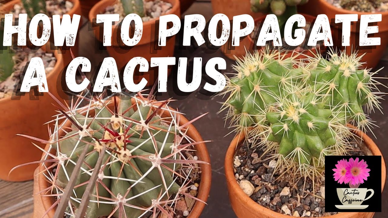 5 Easy Ways to Propagate a Cactus / Care for Cactus #growcactus