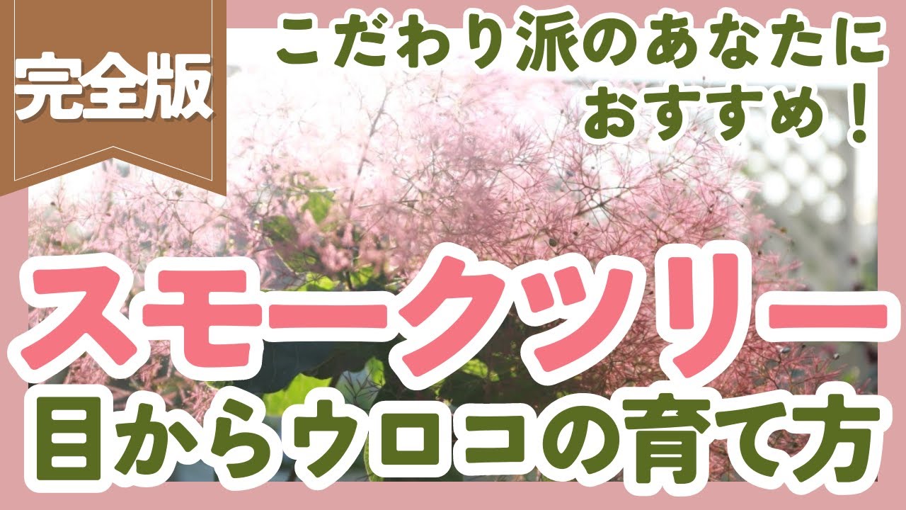 【スモークツリーの育て方☁️】ふわふわの花が咲かない理由や日々のお世話まで！疑問を丸ごと解決します【ガーデニング】【園芸】