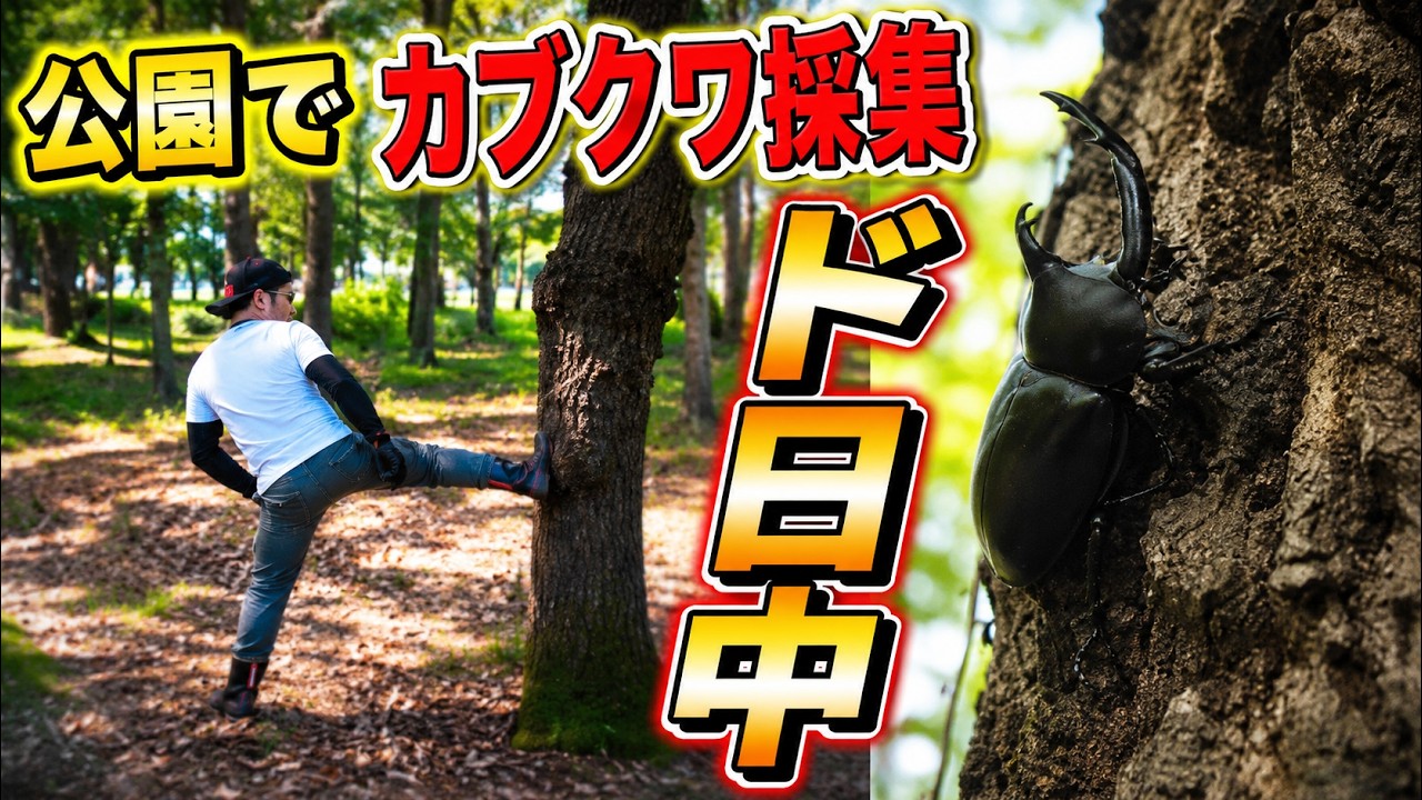 昼間でもカブトムシやクワガタがたくさん捕れる簡単な方法【リメイク版】