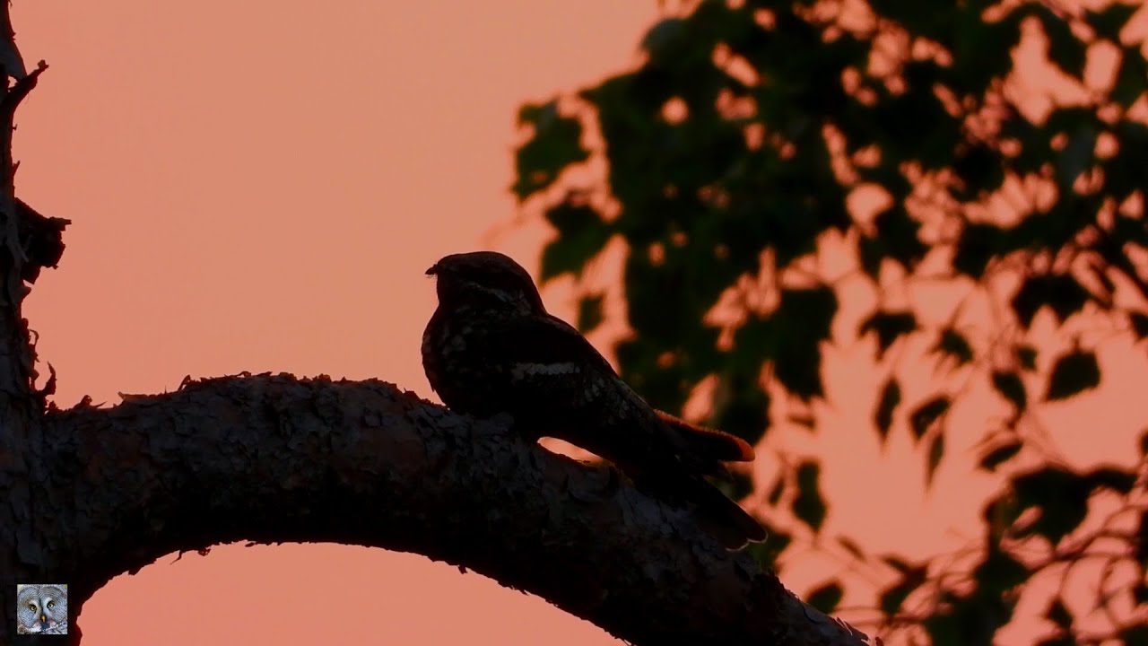 European nightjar call song,Nattravn sang,ziegenmelker gesang,Nachtzwaluw,Lelek zwyczajny