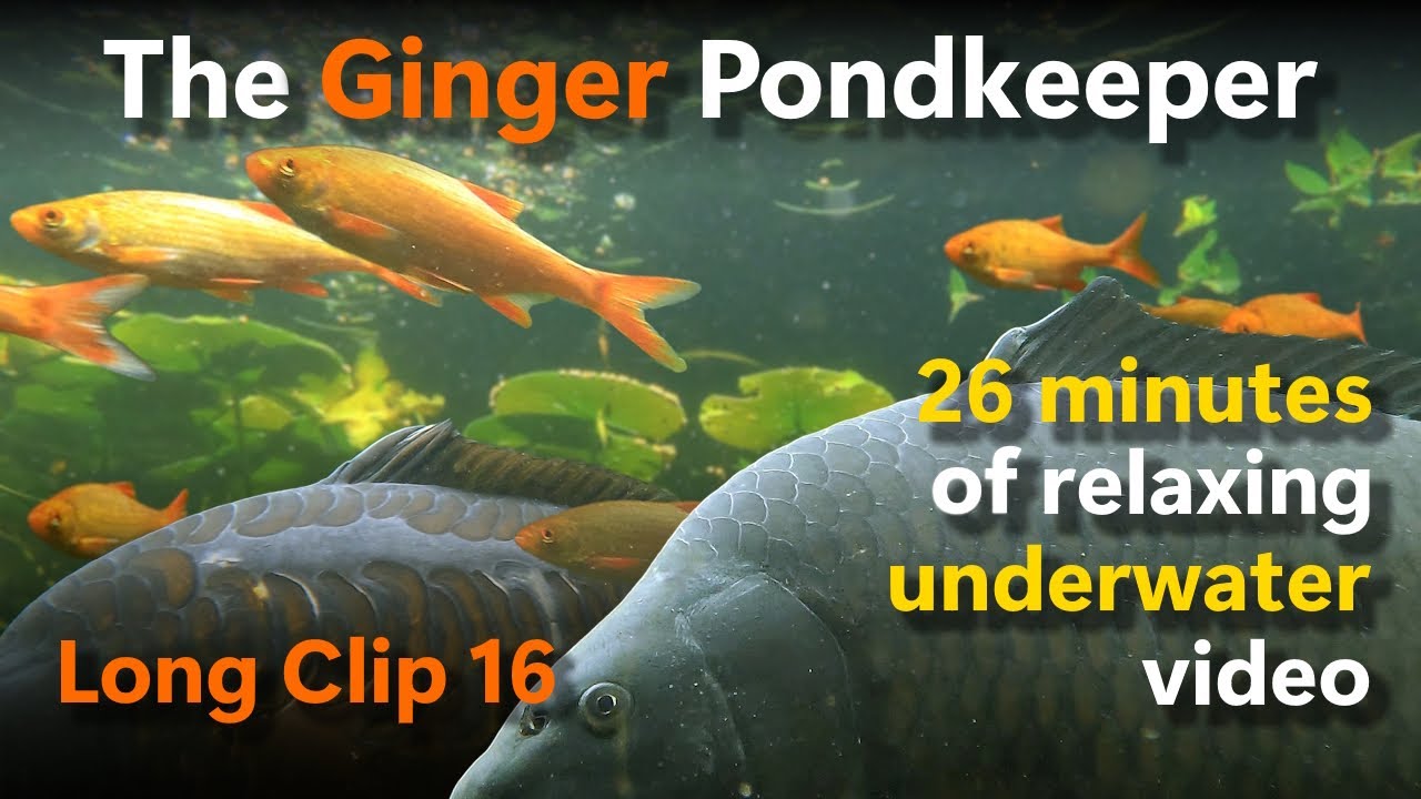 Long Clip 16: 26 minutes of relaxing underwater video | 01/09/24 12:14pm