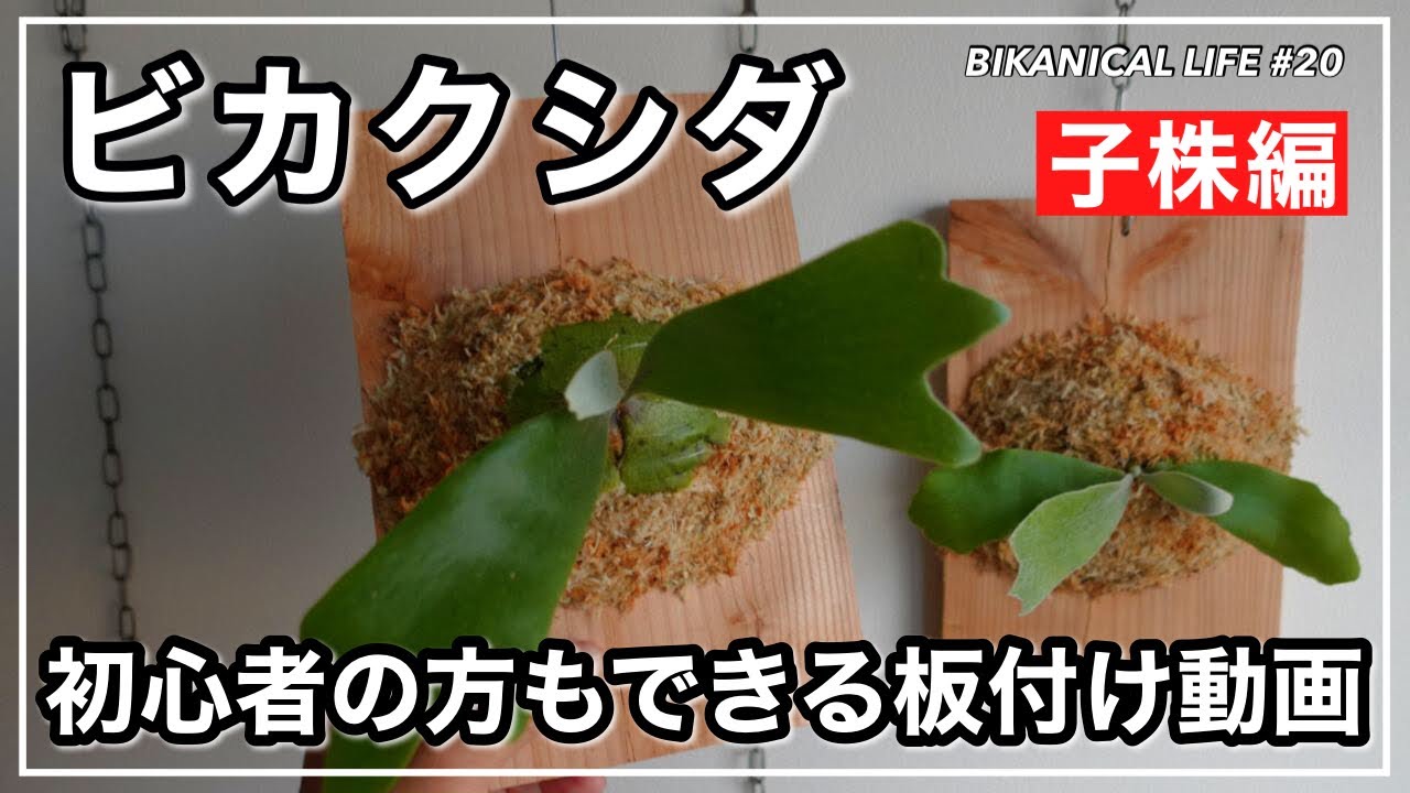 【初心者さん必見】簡単にビカクシダの子株の板付けをする方法　コウモリラン/観葉植物 /BIKANICAL LIFE20