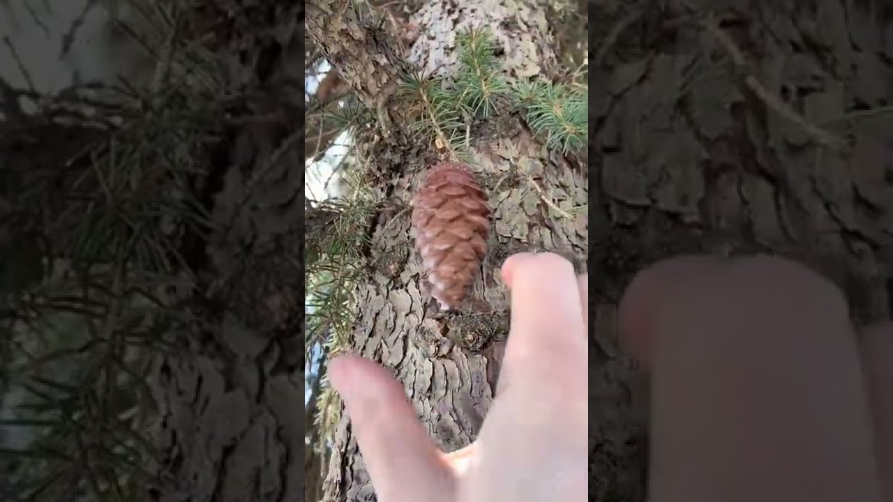 This Pinecone is FAKE?!