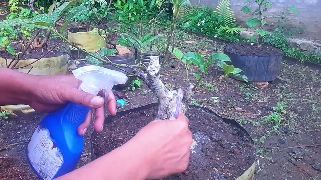 UPDATE || FICUS RETUSA 🌱🌿 @iwanbonsaibeginner5385 