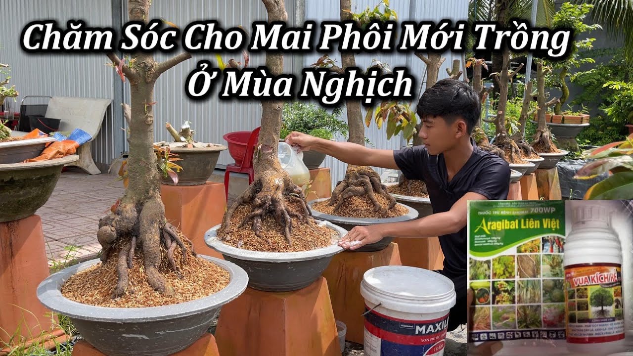 Chăm Sóc Mai Phôi Mới Trồng Ở Mùa Nghịch - Mai Vàng Duy Hiếu