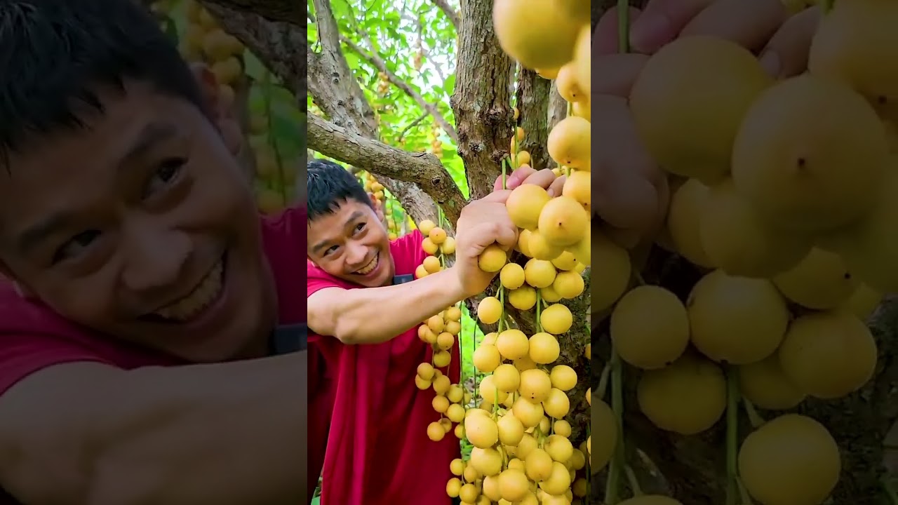 เทคนิคทำให้ต้นมะไฟติดลูกเต็มต้น