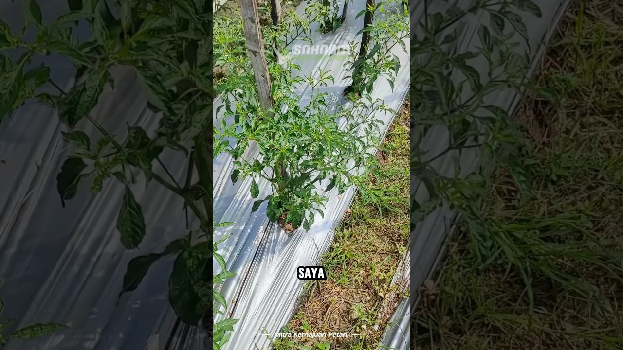 KERITING DAUN TERATASI TUNAS TUMBUH KEMBALI!#asamamino#premino#cabai#cmk#petani#petanimuda#pertanian