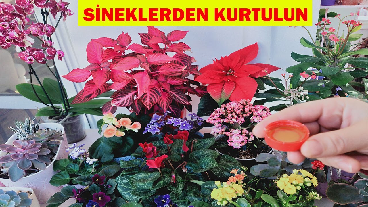 Çiçeklerdeki Sineklerden Kurtulun, Sinekler Neden Oluşur ve Nasıl Yok Edilir, How to destroy flies