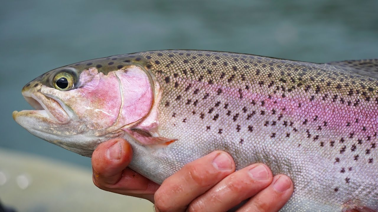 How To Catch Rainbow Trout from a Kayak | 