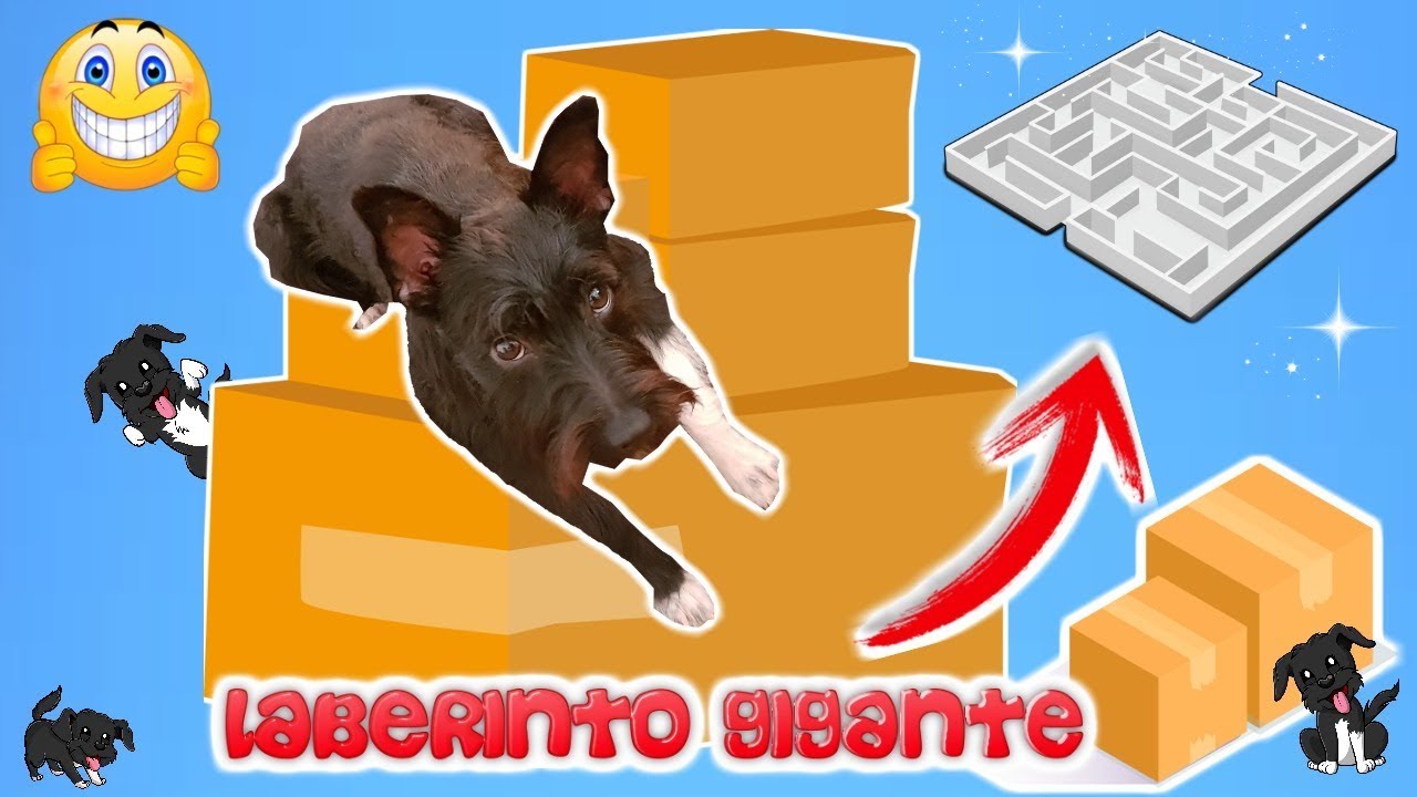 ¡LABERINTO GIGANTE CON CAJAS DE CARTÓN! Lana Perros Divertidos