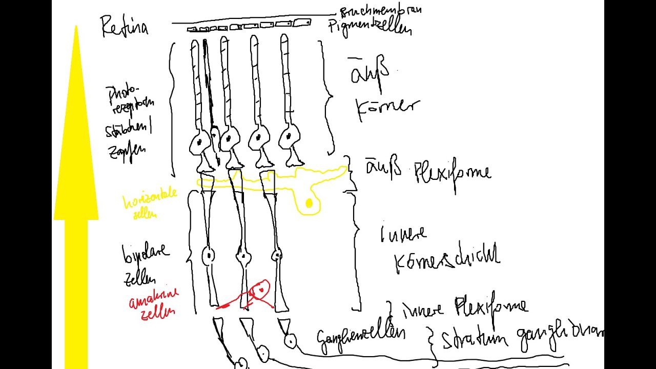 Physiologie: Auge 3 – Verschaltung innerhalb der Retina, Dunkeladaptation