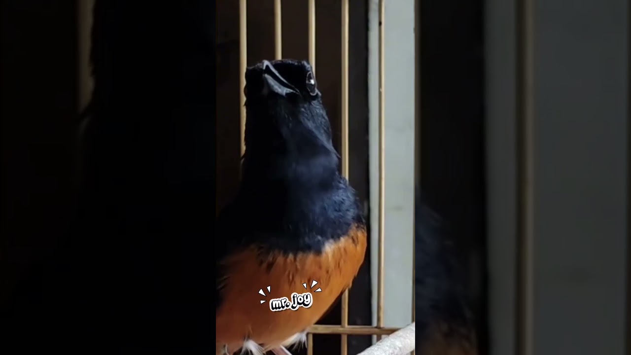 Muraibatu nemenin ngopi pagi pagi.. Dijamin  "enJoy".. 