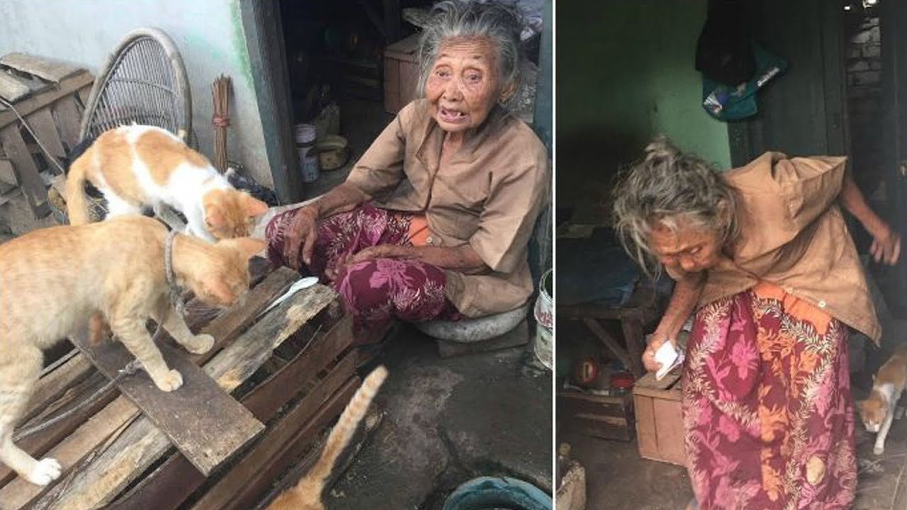 Nenek hidup dengan kucing hingga kucing yang ditinggalkan pemiliknya - Kompilasi