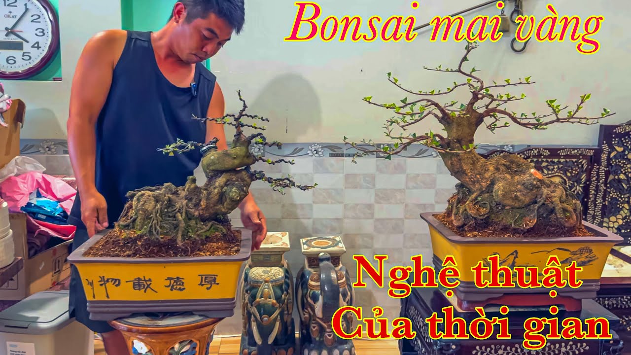 Bonsai mai vàng nghệ thuật của thời gian | mai vàng miền nam | ngày 2/10/2025