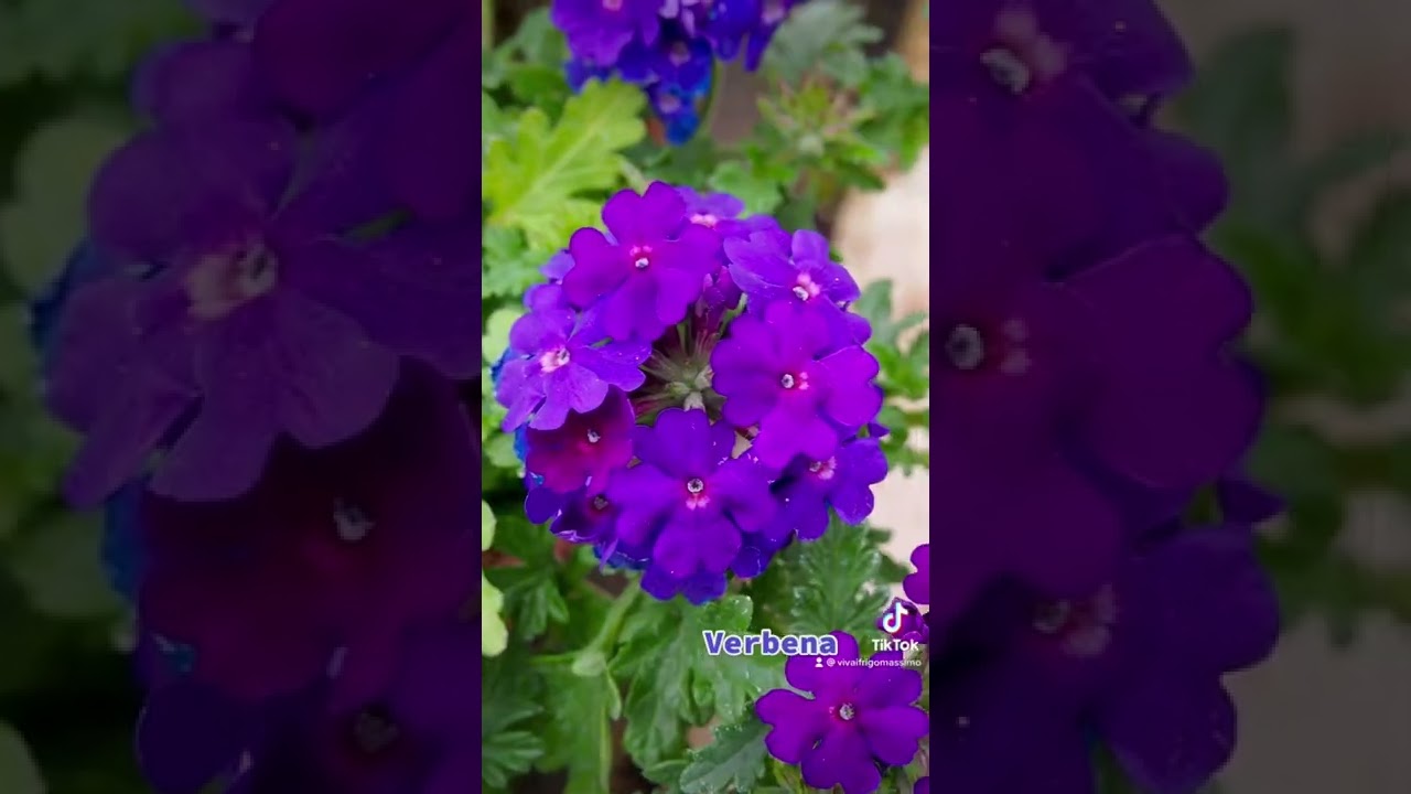 PURPLE flowers options💜 #plants #plantlover #nature #gardening #garden #flowers #bloom #purple
