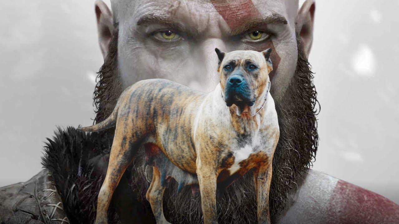 Los perros de presa siempre han sido cosa de hombres
