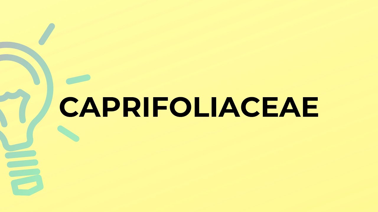 What is the meaning of the word CAPRIFOLIACEAE?