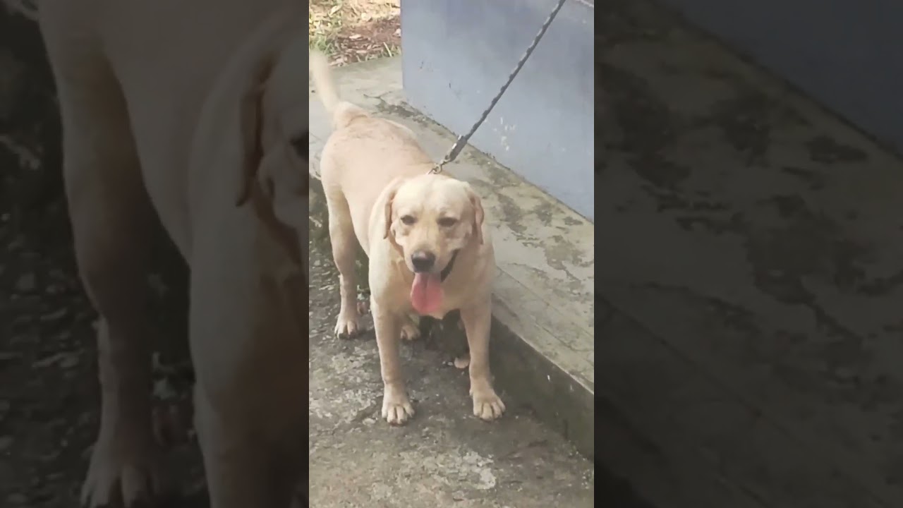 Lab dog stud service TVM viral short contact me