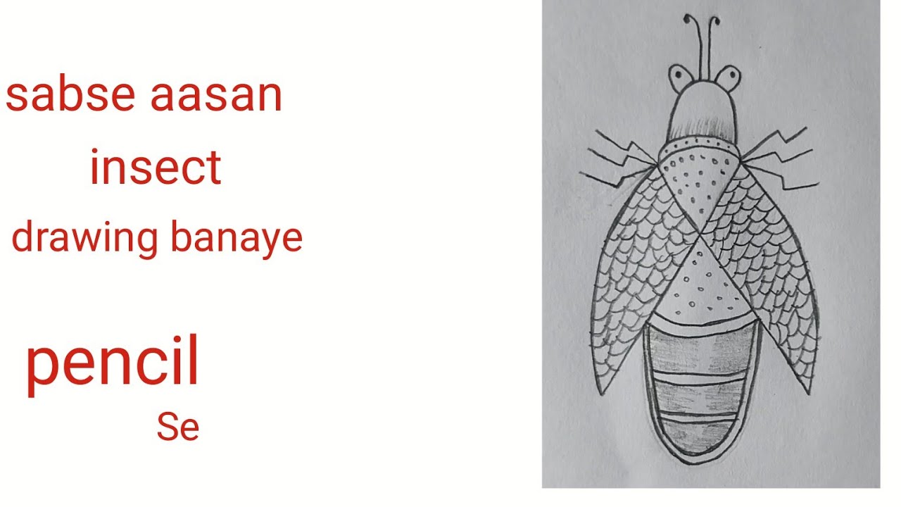 Easy insect drawing ll insect drawing tutorial ll 🪲ll#insectart#insectdrawing#viral #video 