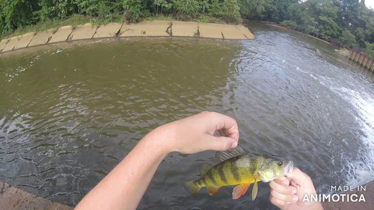 Catching big NJ panfish in a spillway