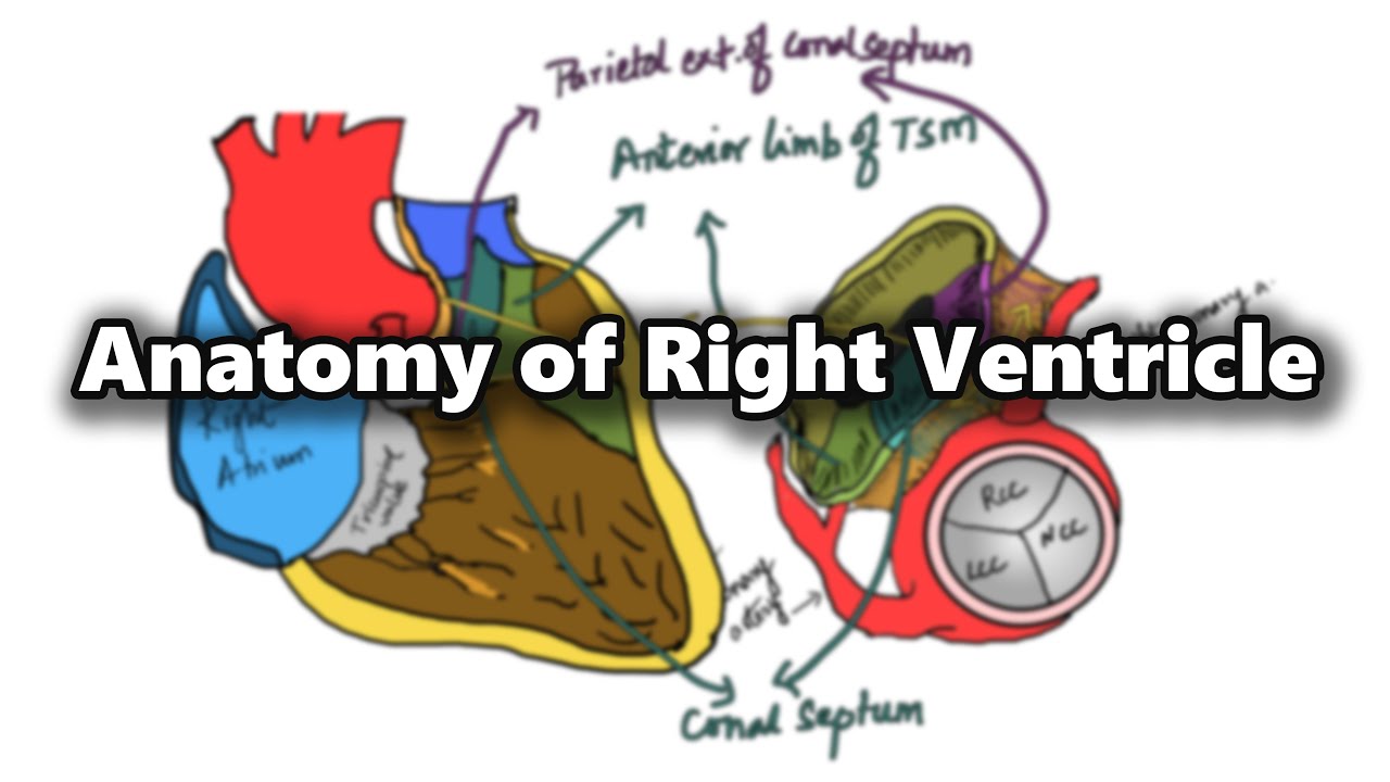 Anatomy of Right Ventricle (Cardiac Morphology: Chapter 2)