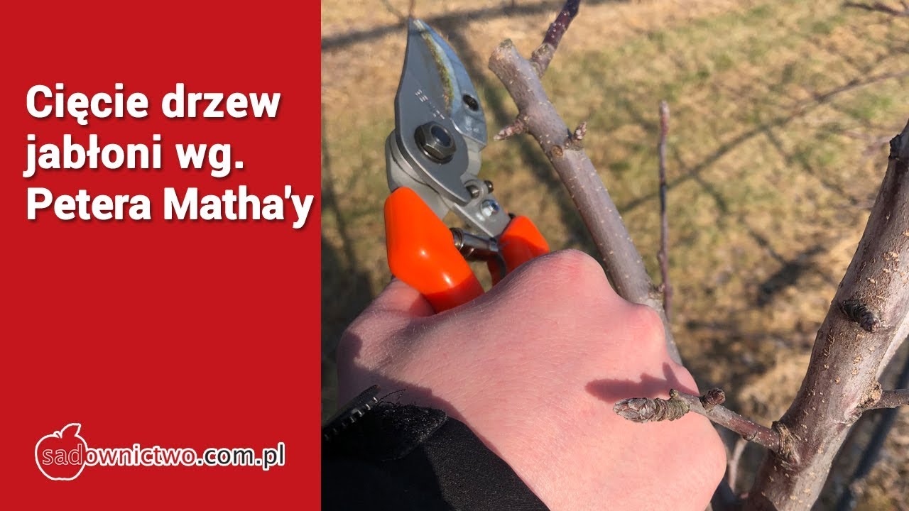 Cięcie drzew jabłoni wg Pereta Matha’y – przedstawia Marek Grzęda