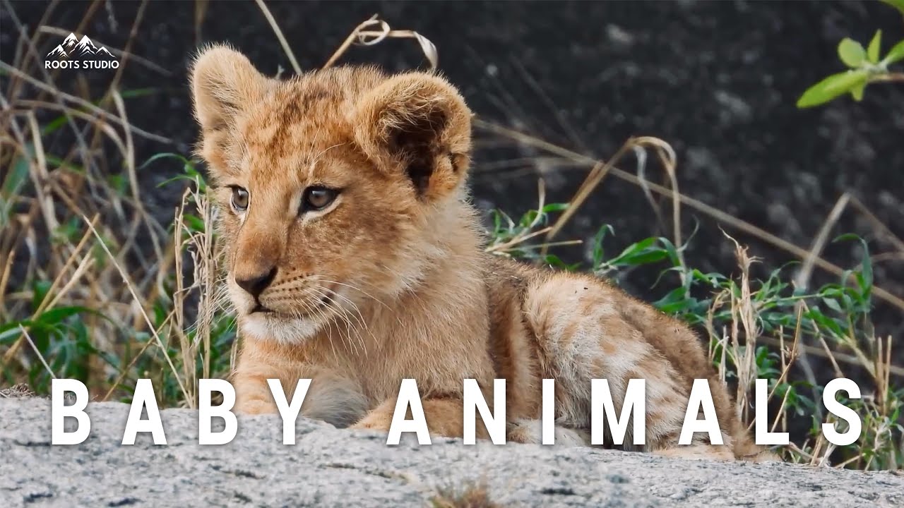 Cute Baby Animals - Calming Music - 4K Ultra HD